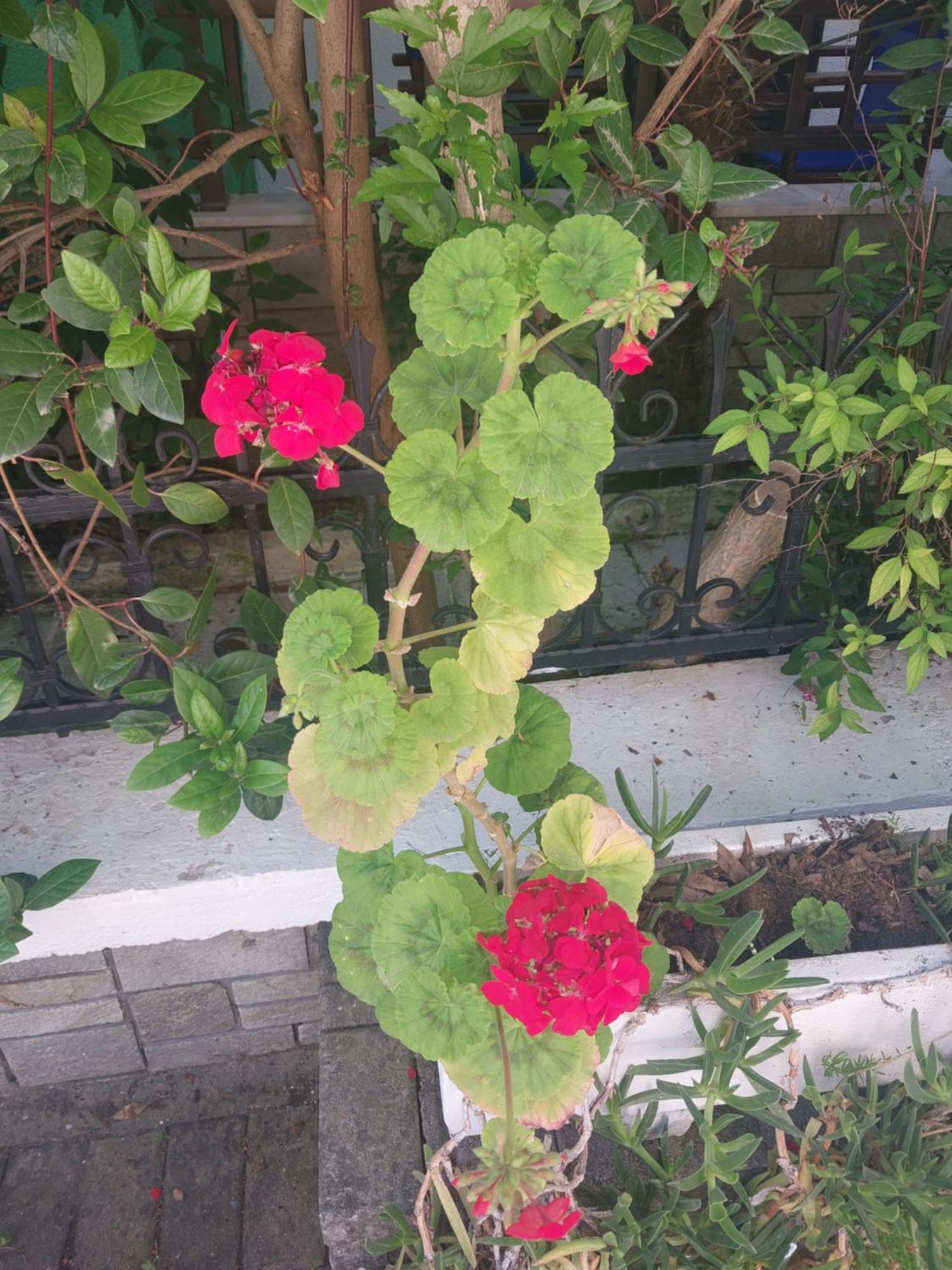 Tassos 2 Apart otel Pefkochori Dış mekan fotoğraf
